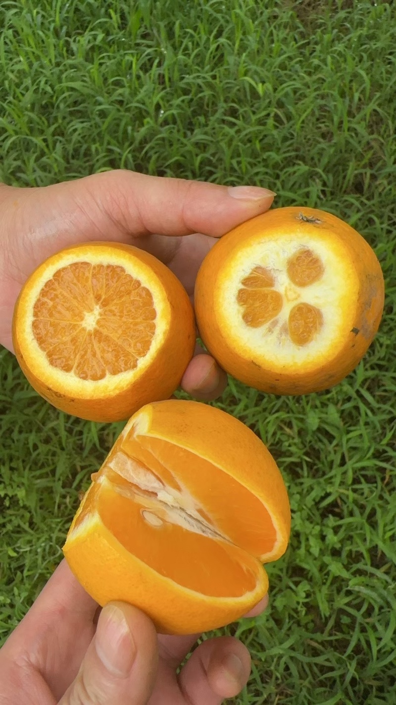 【秭归夏橙】一手货源，产地直发出口资质齐全票证一致