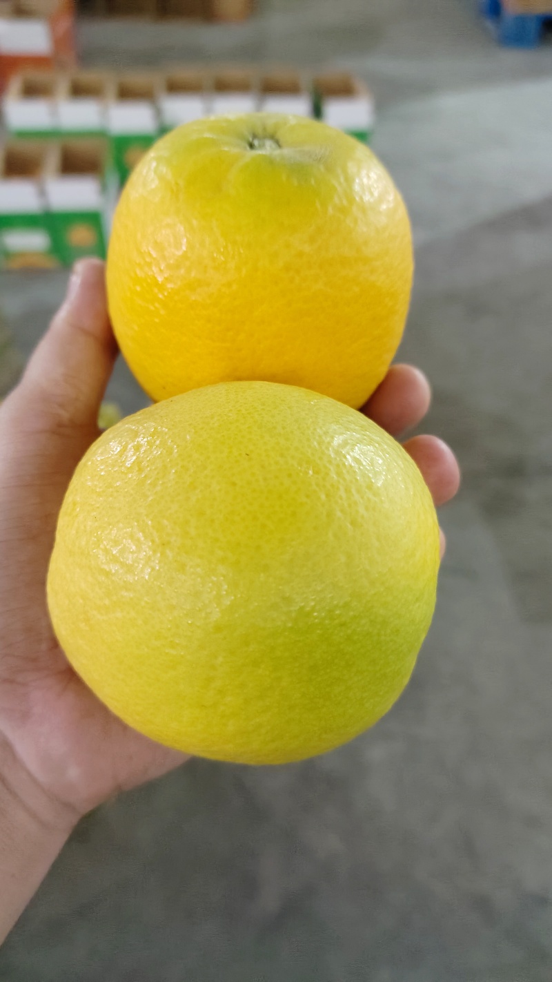 【秭归夏橙】一手货源，产地直发出口资质齐全票证一致