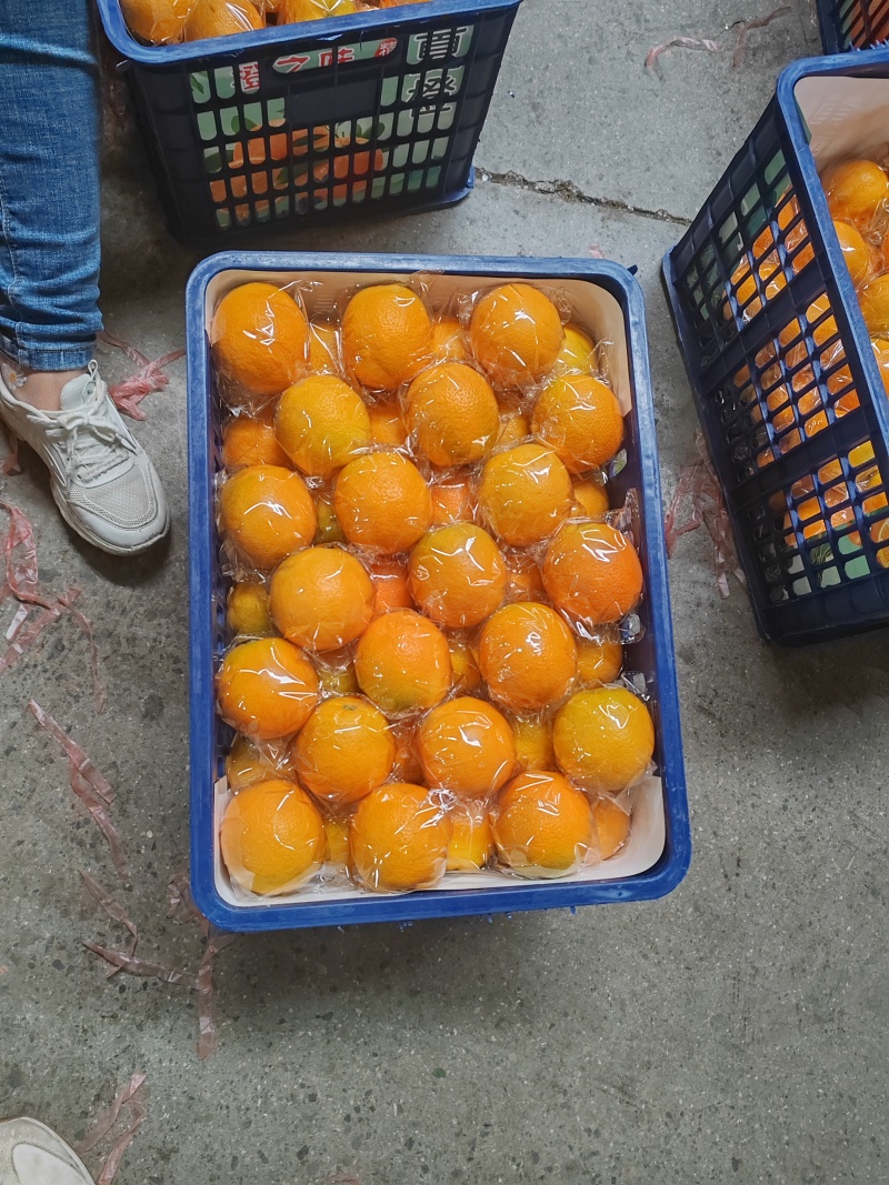 【秭归夏橙】一手货源，产地直发出口资质齐全票证一致