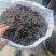 红薇菜/凉山薇菜/大量现货供应/保质保量/电联价格可谈