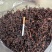 红薇菜/凉山薇菜/大量现货供应/保质保量/电联价格可谈