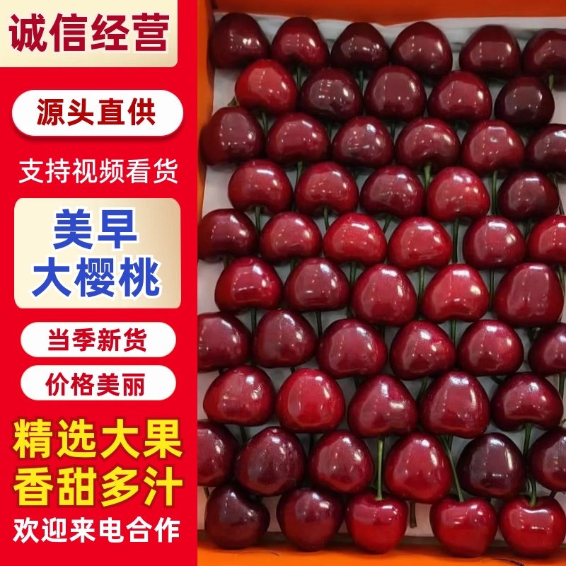 美早大樱桃/基地直发/货源充足/大量有货