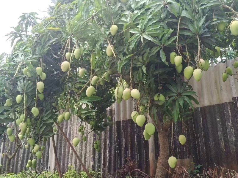 台农芒果产地直发对接全国欢迎采购量大从优