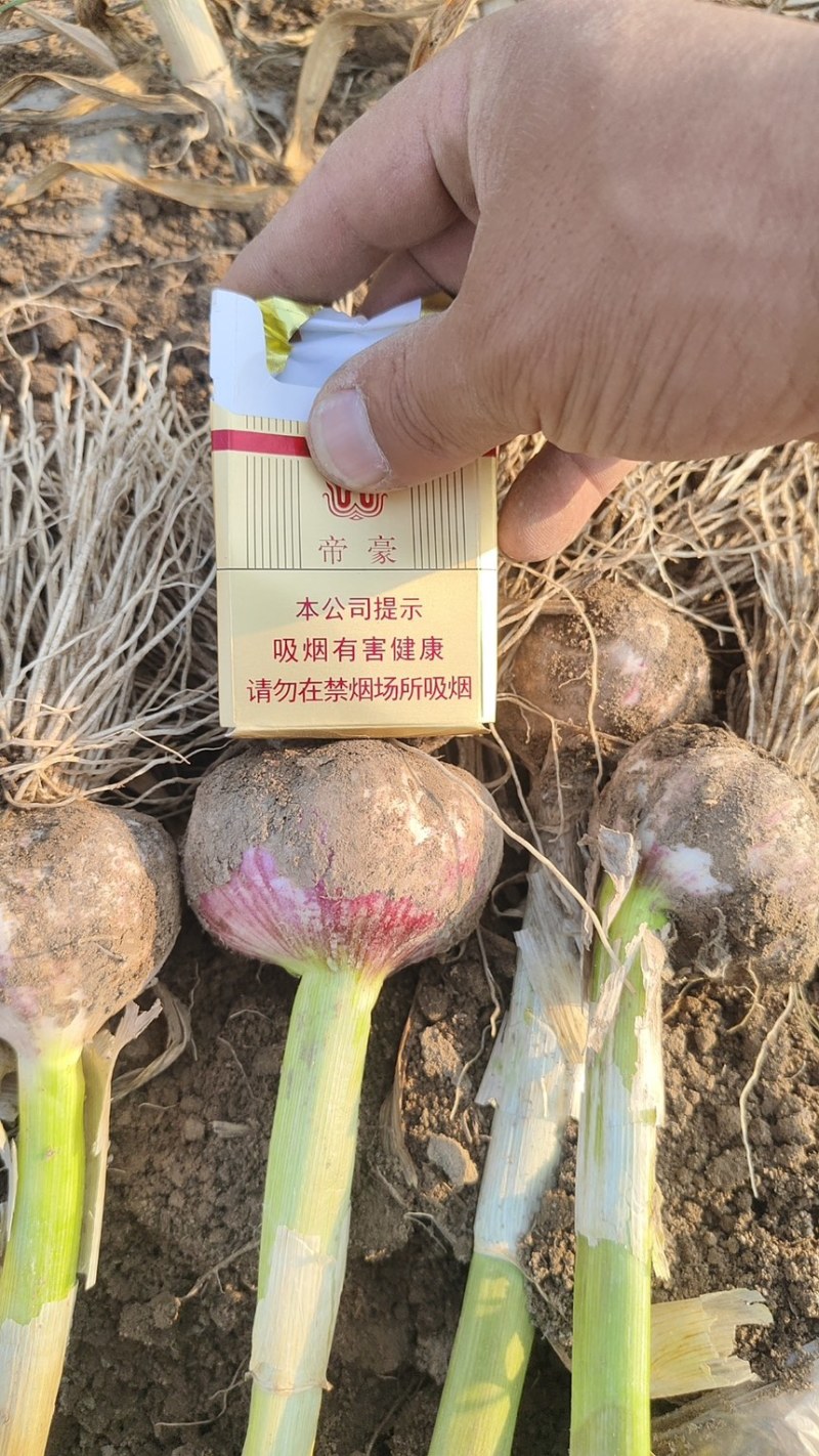 紫皮蒜基地直发对接商超团购电商一条龙服务量大从优