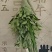 端午节艾草花束