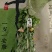 端午节艾草花束