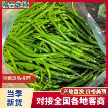 河南商丘中转仓线椒常年供应