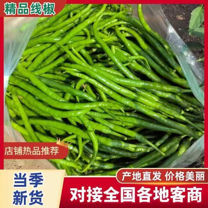 河南商丘中转仓线椒常年供应