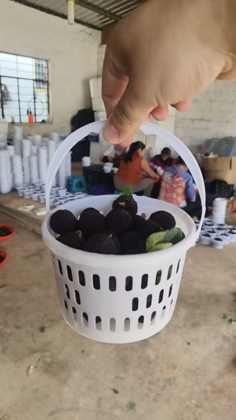杨梅云南石屏杨梅，一手货源，保质保量，电联价格可谈