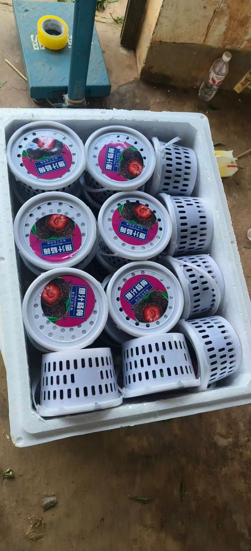 石屏杨梅/云南精品杨梅/产地直销/量大从优/电联价格可谈