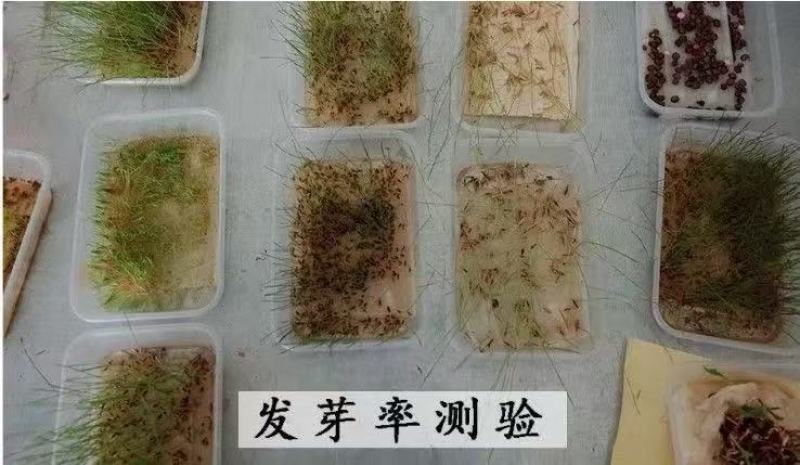 批发草坪种子，护坡草种子，四季青草籽包邮