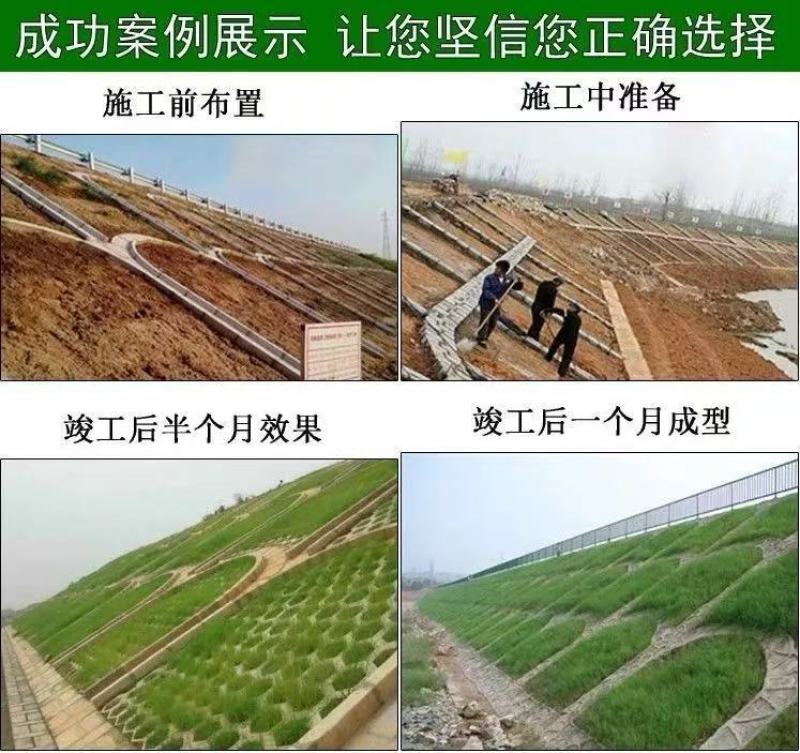 批发草坪种子，护坡草种子，四季青草籽包邮