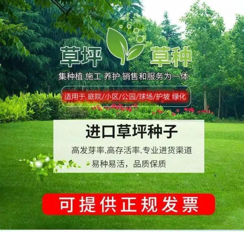 批发草坪种子，护坡草种子，四季青草籽包邮