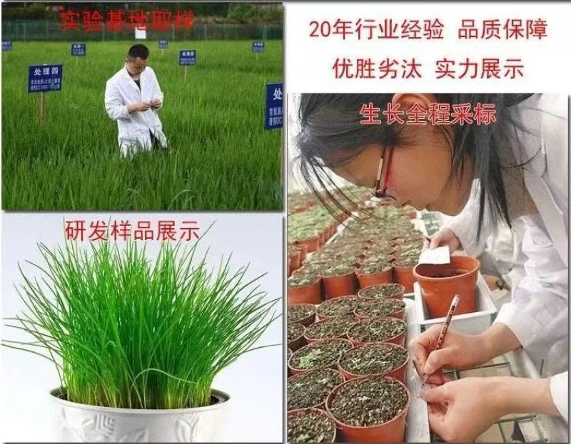 批发草坪种子，护坡草种子，四季青草籽包邮