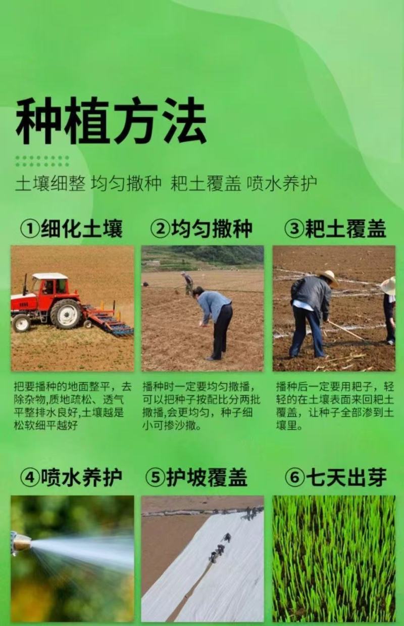 批发草坪种子，护坡草种子，四季青草籽包邮