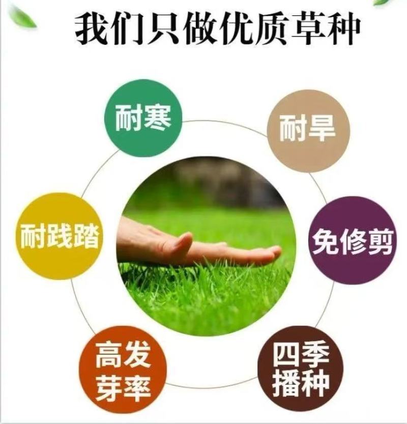 批发草坪种子，护坡草种子，四季青草籽包邮