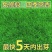 批发草坪种子，护坡草种子，四季青草籽包邮