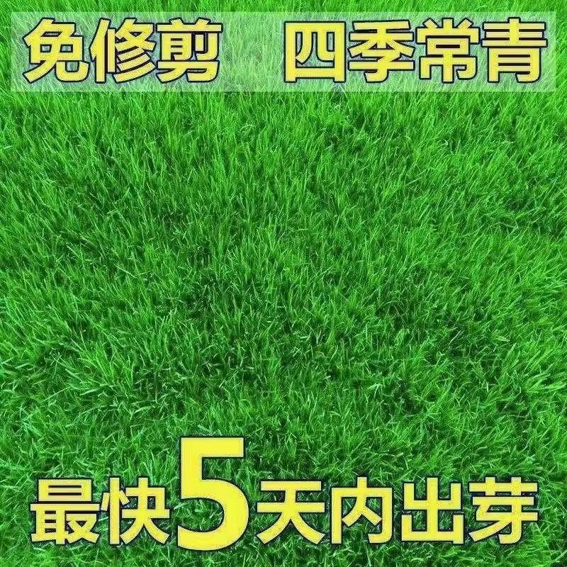 批发草坪种子，护坡草种子，四季青草籽包邮