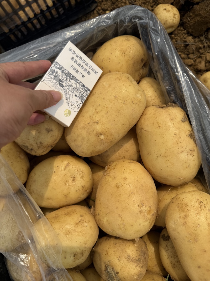 【供应土豆】湖北天门黄心土豆大量供应一手货源