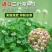 三叶草种籽四季红白三叶草种子粉色幸运草盆栽植物果园绿肥种