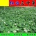 三叶草种籽四季红白三叶草种子粉色幸运草盆栽植物果园绿肥种