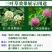 三叶草种籽四季红白三叶草种子粉色幸运草盆栽植物果园绿肥种