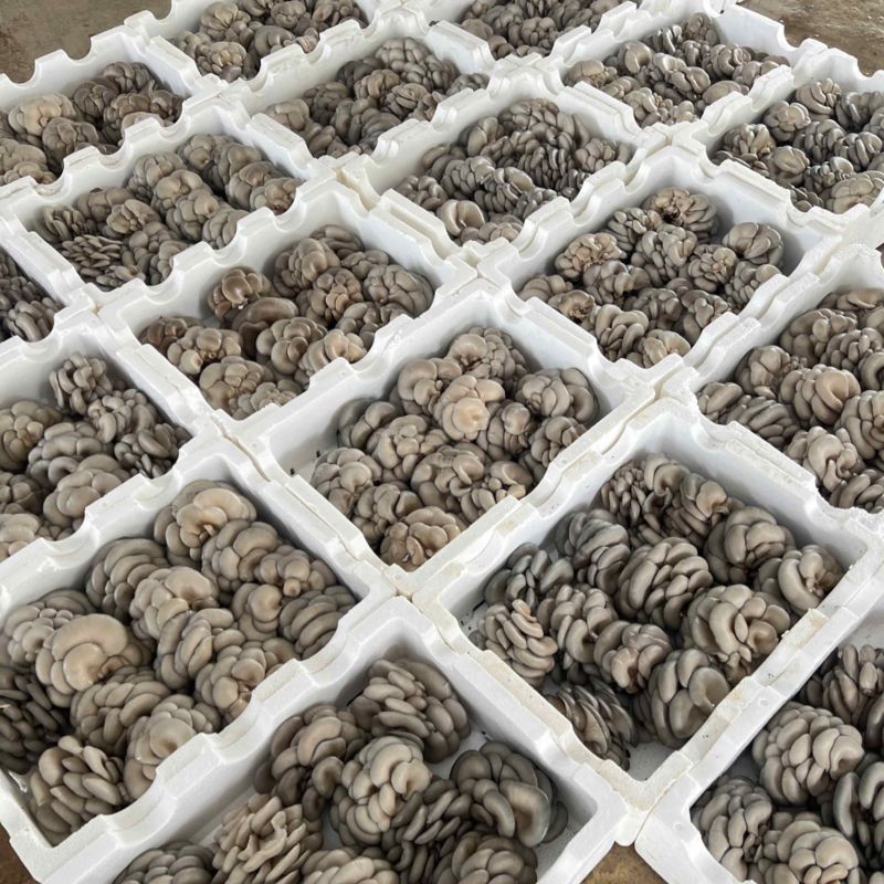 原生态鲜平菇优质食用菌批发。