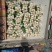 大棚货新鲜水果萝卜1~1.5斤起