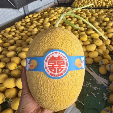 精品金色年华威龙9号货源充足质量保证一手货源