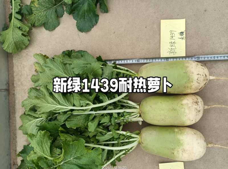 翠玉夏二号新绿1439耐热型早上市优质萝卜种子