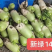 翠玉夏二号新绿1439耐热型早上市优质萝卜种子