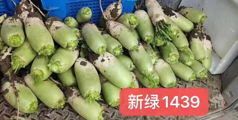 翠玉夏二号新绿1439耐热型早上市优质萝卜种子