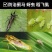 噻虫嗪70%芦笋韭菜蓟马小麦蚜虫水稻稻飞虱农药杀虫剂正品