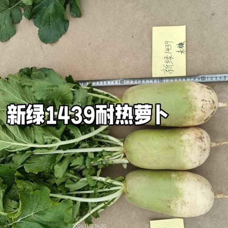 翠玉夏二号新绿1439耐热型早上市优质萝卜种子