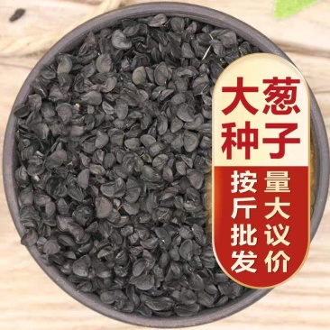 自家预留大葱种子长白条大葱