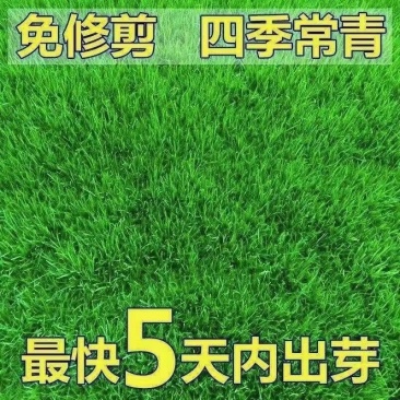 批发草坪种子，护坡草种子，四季青草籽包邮