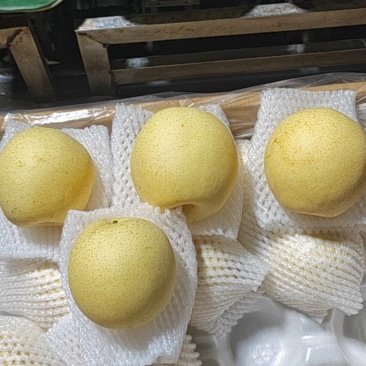 精品42皇冠梨，大量现货，价格非常美丽，有需要精品联系我