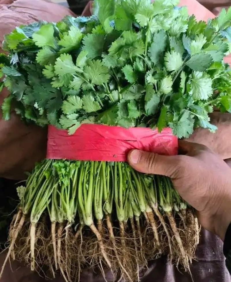 河北精品铁杆青香菜种植基地直发对接商超档口量大从优