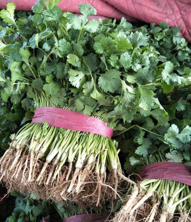 河北精品铁杆青香菜种植基地直发对接商超档口量大从优
