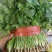 河北精品铁杆青香菜种植基地直发对接商超档口量大从优