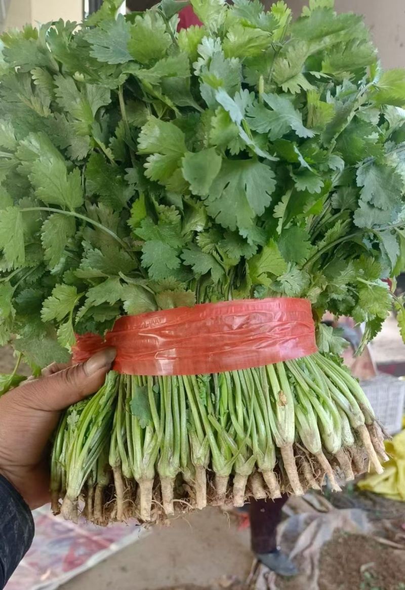 河北精品铁杆青香菜种植基地直发对接商超档口量大从优