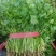 河北精品铁杆青香菜种植基地直发对接商超档口量大从优