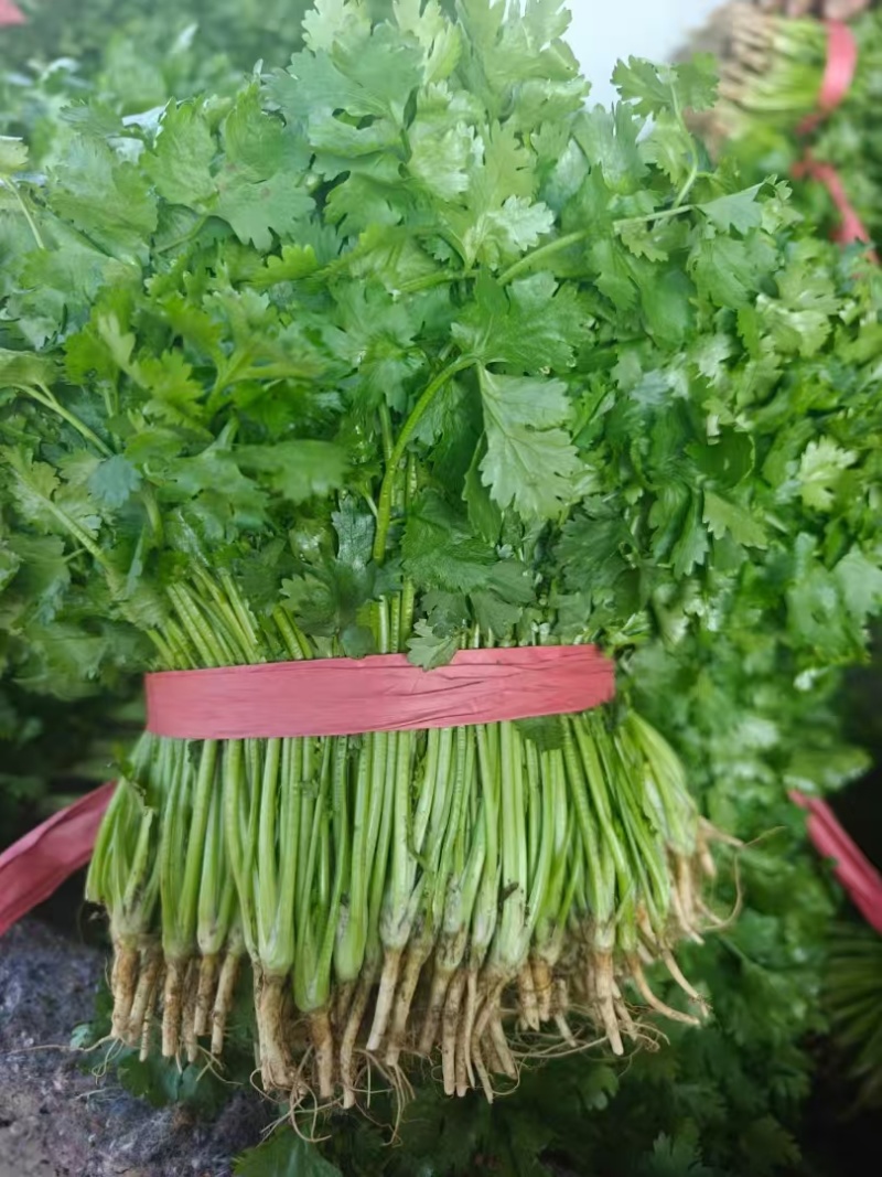 河北精品铁杆青香菜种植基地直发对接商超档口量大从优