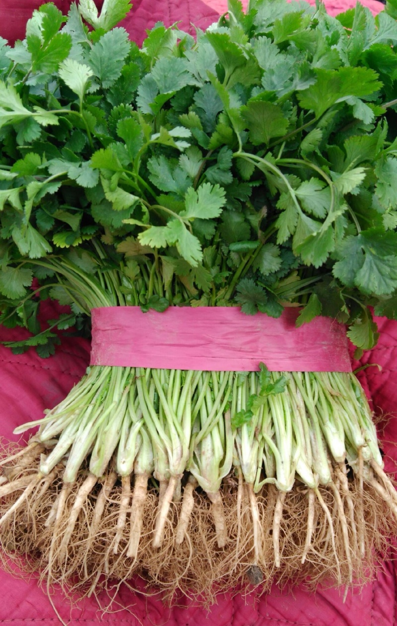 河北精品铁杆青香菜种植基地直发对接商超档口量大从优