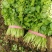 河北精品铁杆青香菜种植基地直发对接商超档口量大从优