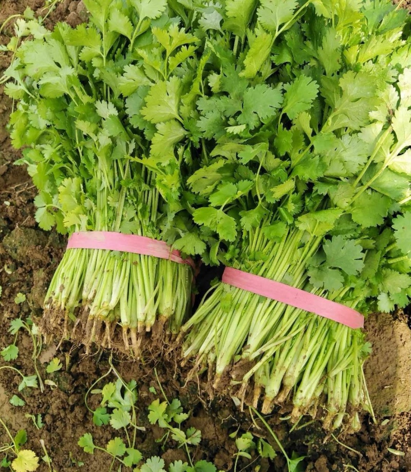 河北精品铁杆青香菜种植基地直发对接商超档口量大从优