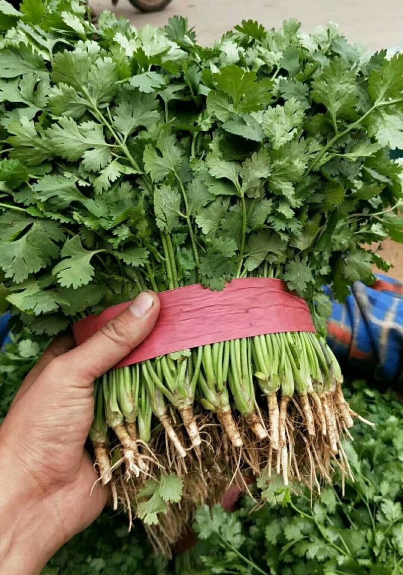 河北精品铁杆青香菜种植基地直发对接商超档口量大从优