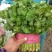 河北精品铁杆青香菜种植基地直发对接商超档口量大从优