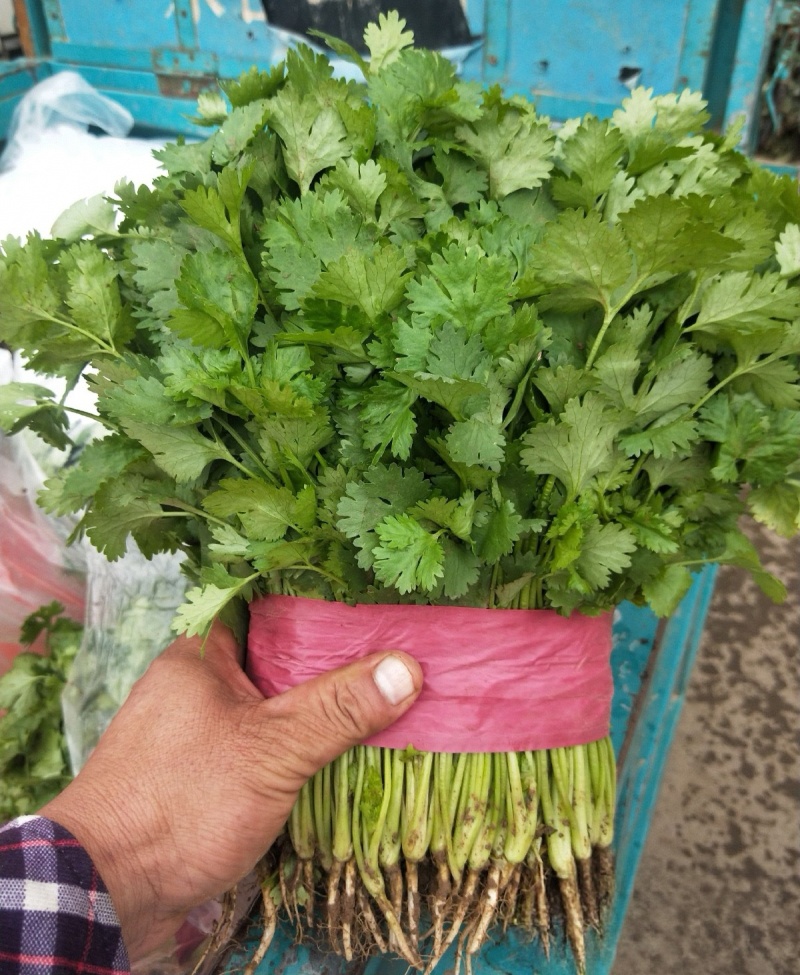 河北精品铁杆青香菜种植基地直发对接商超档口量大从优