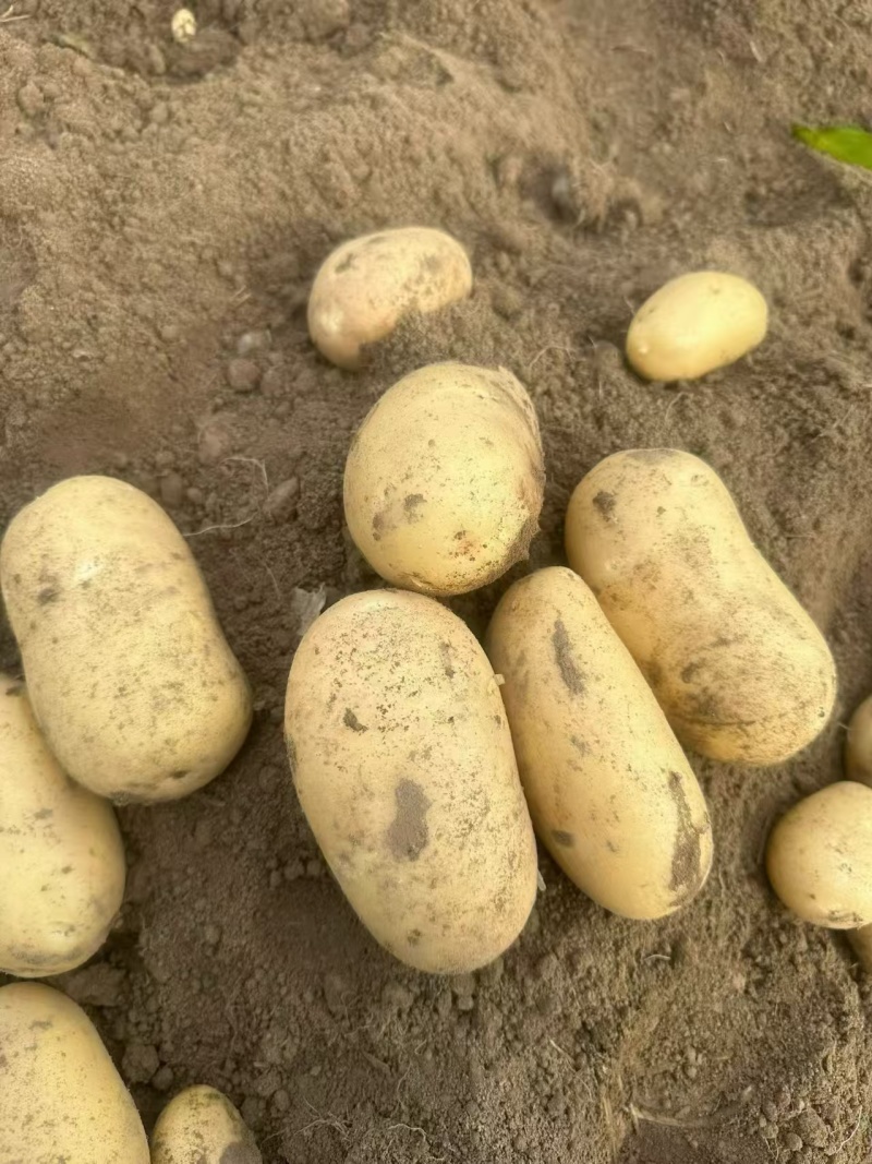 【土豆】湖北天门黄心土豆大量供应一手货源